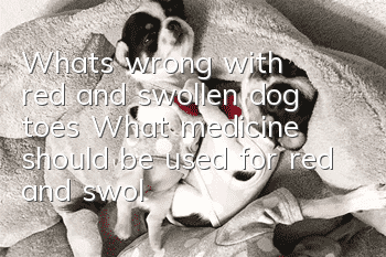 What’s wrong with red and swollen dog toes? What medicine should be used for red and swollen dog toes?