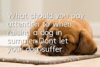 What should you pay attention to when raising a dog in summer? Don’t let your dog suffer from heat stroke!