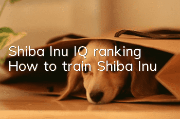 Shiba Inu IQ ranking How to train Shiba Inu
