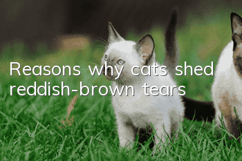 Reasons why cats shed reddish-brown tears