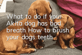 What to do if your Akita dog has bad breath? How to brush your dog’s teeth?