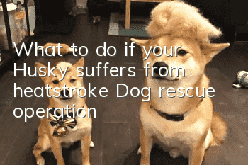 What to do if your Husky suffers from heatstroke? Dog rescue operation