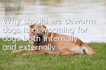 Why should we deworm dogs? Is deworming for dogs both internally and externally?