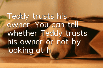 Teddy trusts his owner. You can tell whether Teddy trusts his owner or not by looking at his sleeping position.