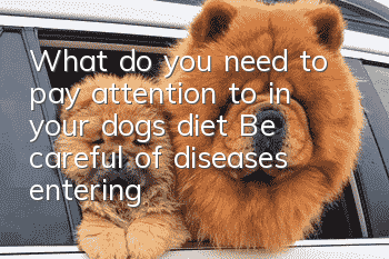What do you need to pay attention to in your dog’s diet? Be careful of diseases entering through the mouth