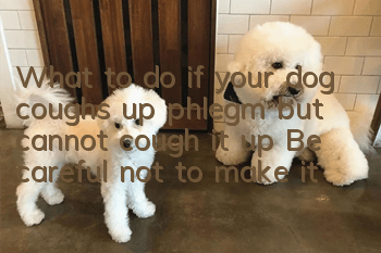 What to do if your dog coughs up phlegm but cannot cough it up? Be careful not to make it worse if your dog coughs up phlegm but cannot cough it up!