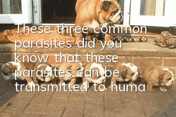 These three common parasites, did you know that these parasites can be transmitted to humans and animals?
