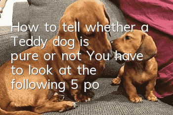 How to tell whether a Teddy dog is pure or not? You have to look at the following 5 points to determine whether a Teddy dog is pure or not!