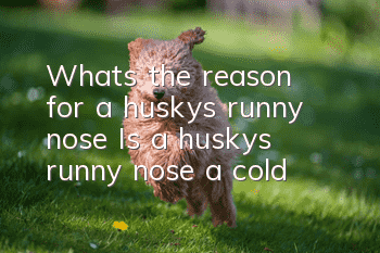 What’s the reason for a husky’s runny nose? Is a husky’s runny nose a cold?