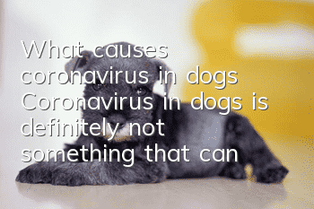 What causes coronavirus in dogs? Coronavirus in dogs is definitely not something that can be ignored