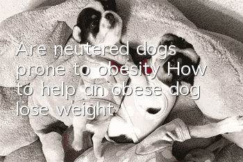 Are neutered dogs prone to obesity? How to help an obese dog lose weight?