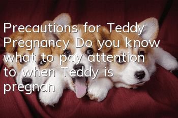 Precautions for Teddy Pregnancy Do you know what to pay attention to when Teddy is pregnant?