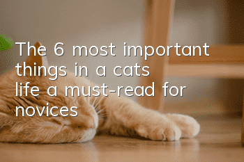 The 6 most important things in a cat’s life, a must-read for novices!