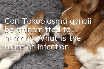 Can Toxoplasma gondii be transmitted to humans? What is the route of infection?
