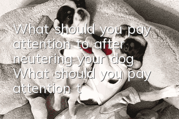 What should you pay attention to after neutering your dog? What should you pay attention to after neutering?
