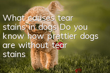 What causes tear stains in dogs? Do you know how prettier dogs are without tear stains?