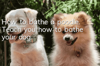 How to bathe a poodle. Teach you how to bathe your dog.