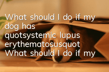 What should I do if my dog ​​has "systemic lupus erythematosus"? What should I do if my dog ​​suffers from lupus erythematosus?