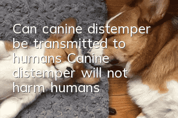 Can canine distemper be transmitted to humans? Canine distemper will not harm humans!