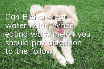 Can Bichons eat watermelon? When eating watermelon, you should pay attention to the following points!