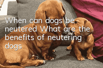 When can dogs be neutered? What are the benefits of neutering dogs?