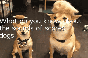 What do you know about the sounds of scared dogs?