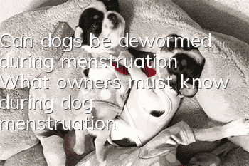 Can dogs be dewormed during menstruation? What owners must know during dog menstruation!