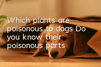 Which plants are poisonous to dogs? Do you know their poisonous parts?