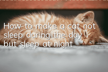 How to make a cat not sleep during the day but sleep at night?
