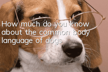 How much do you know about the common body language of dogs?
