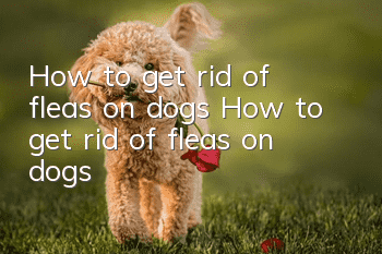 How to get rid of fleas on dogs How to get rid of fleas on dogs