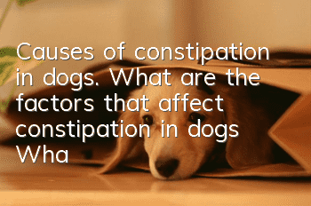 Causes of constipation in dogs. What are the factors that affect constipation in dogs? What should owners know?
