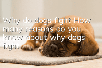 Why do dogs fight? How many reasons do you know about why dogs fight?