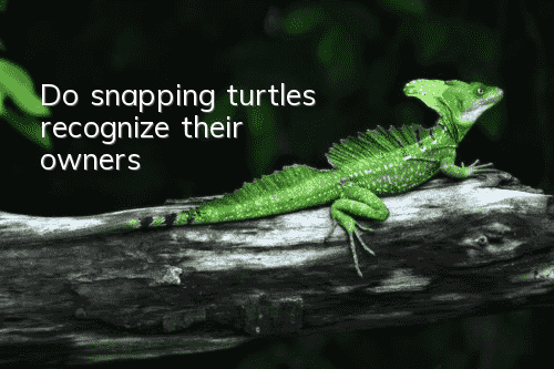 Do snapping turtles recognize their owners?