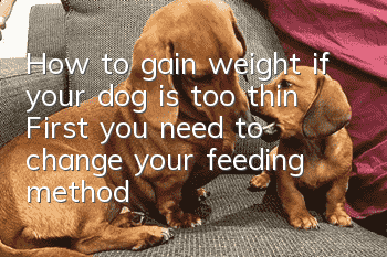 How to gain weight if your dog is too thin? First you need to change your feeding method