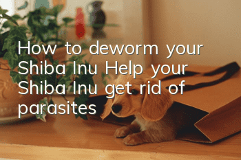 How to deworm your Shiba Inu? Help your Shiba Inu get rid of parasites!