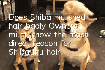Does Shiba Inu shed hair badly? Owners must know the most direct reason for Shiba Inu hair loss!