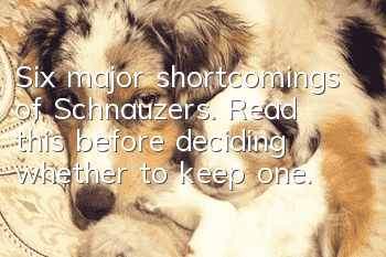 Six major shortcomings of Schnauzers. Read this before deciding whether to keep one.
