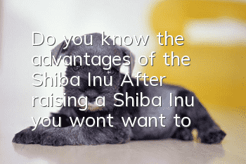 Do you know the advantages of the Shiba Inu? After raising a Shiba Inu, you won’t want to raise another dog.