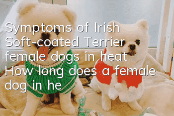 Symptoms of Irish Soft-coated Terrier female dogs in heat How long does a female dog in heat last?