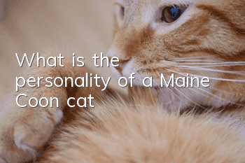 What is the personality of a Maine Coon cat?