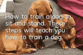How to train a dog to sit and stand. These steps will teach you how to train a dog.