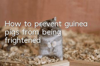 How to prevent guinea pigs from being frightened