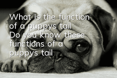 What is the function of a puppy’s tail? Do you know these functions of a puppy’s tail?