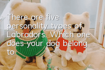 There are five personality types of Labradors. Which one does your dog belong to?