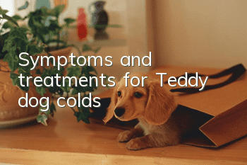 Symptoms and treatments for Teddy dog colds