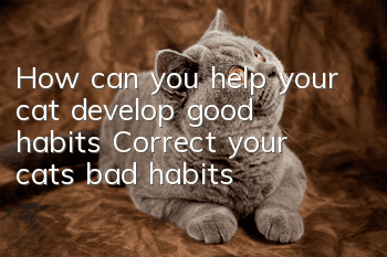 How can you help your cat develop good habits? Correct your cat’s bad habits!