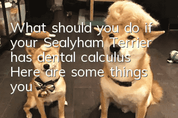 What should you do if your Sealyham Terrier has dental calculus? Here are some things you should pay attention to