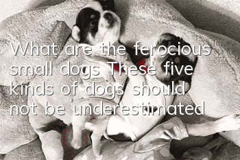 What are the ferocious small dogs? These five kinds of dogs should not be underestimated