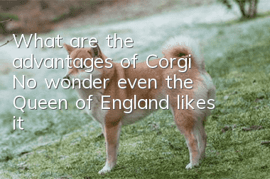 What are the advantages of Corgi? No wonder even the Queen of England likes it